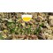 Higado Graso,fatty liver,Limpieza y desintoxica el Higado,Liver Detox Natural